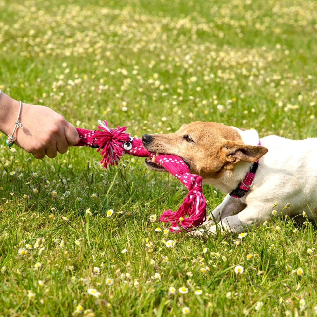 Dog plays tug-of-war with a Rogz toy in grass field.