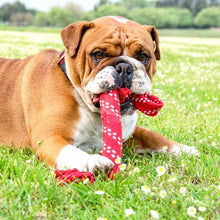 Bulldog chewing a red Rogz toy on a grassy field.
