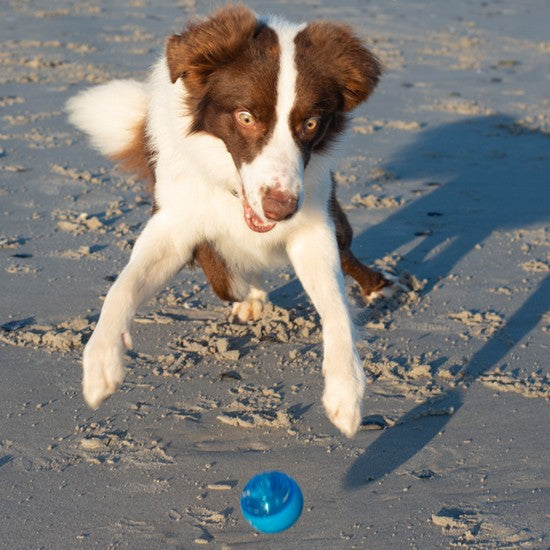 Border Collie playing with a blue Rogz ball on beach.