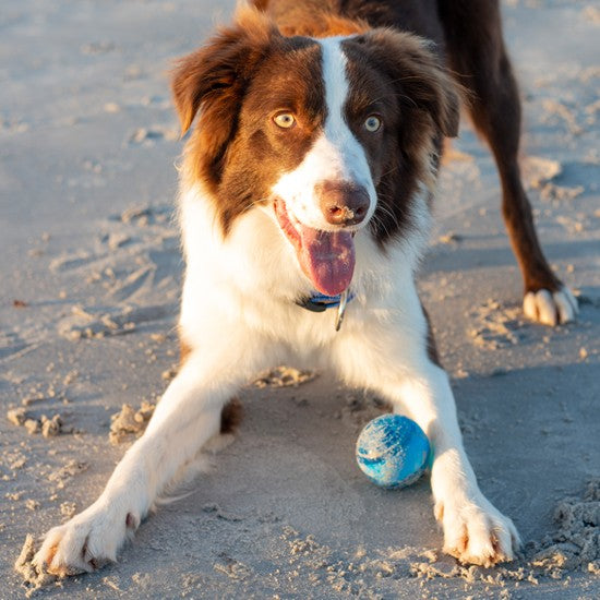 Brown and white dog with Rogz ball on beach.