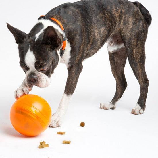 Boston Terrier with orange Rogz toy ball and treats.