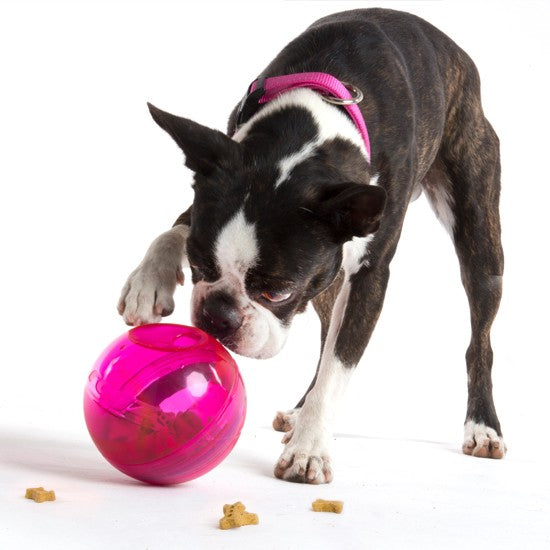 Boston Terrier examines a pink Rogz treat ball.