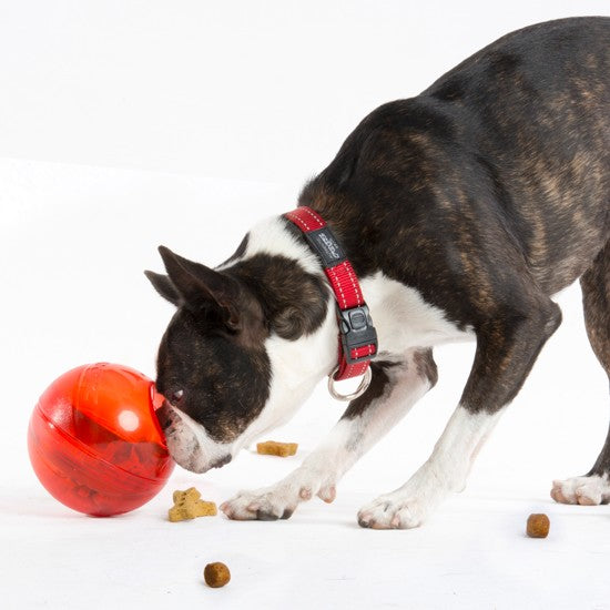 Dog with Rogz collar plays with red treat ball.