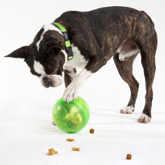 Dog playing with green Rogz treat ball on white background.