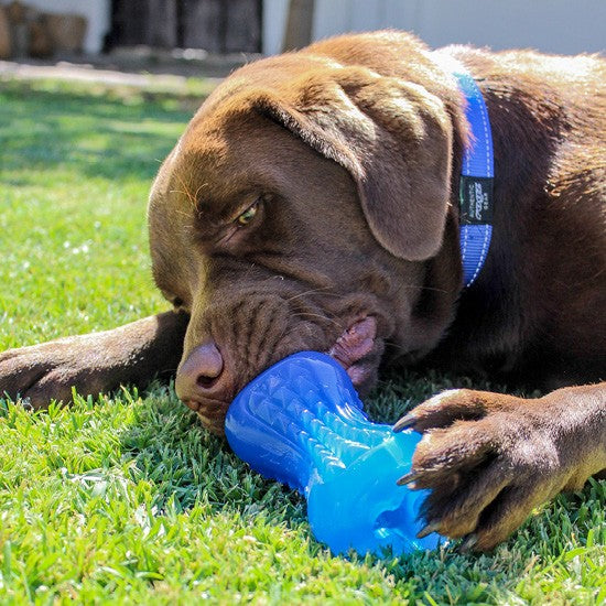 Brown dog playing with blue Rogz chew toy on grass.