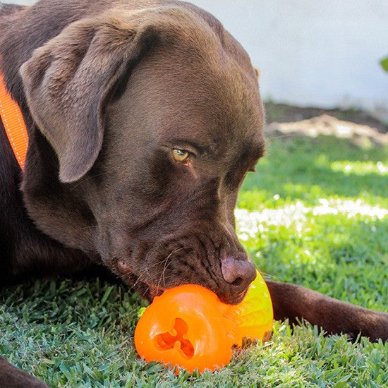Brown dog playing with orange Rogz toy on grass.