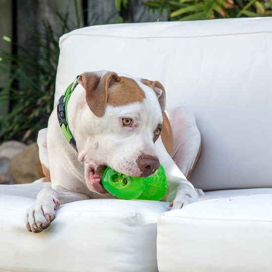 Dog with a Rogz toy on a white couch outdoors.