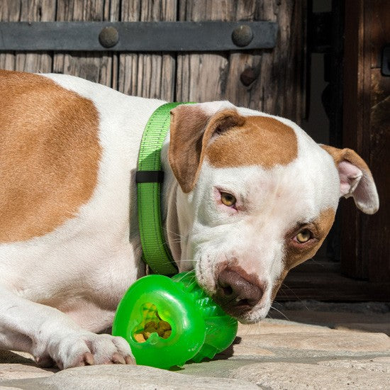 Dog with green Rogz collar plays with green toy.