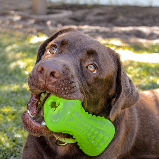 Chocolate Labrador with green Rogz dog toy in mouth.
