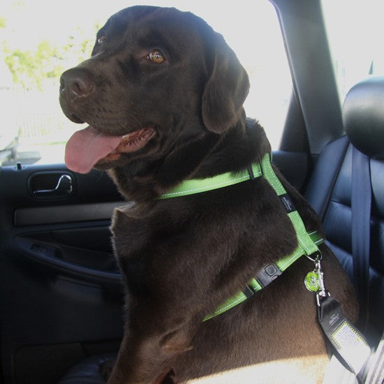 Chocolate Labrador wearing a green Rogz harness in car.