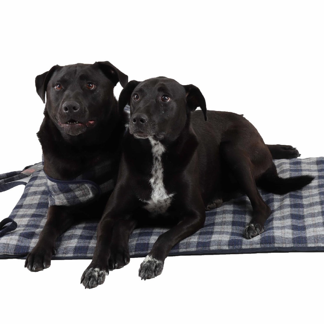 Tweedmill Tweed Dog Coat Navy Check & Navy-Ascot Saddlery-The Equestrian