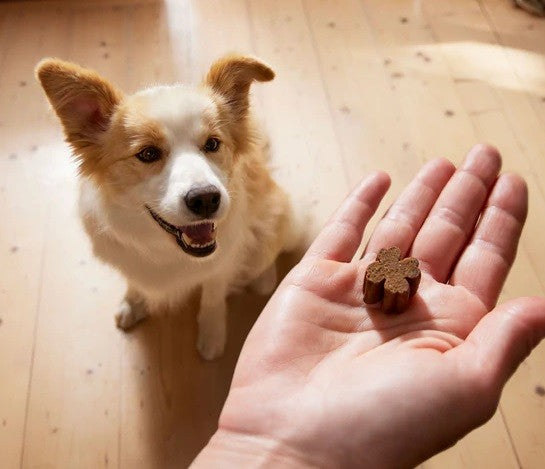 Zamipet dog treat held in hand with attentive Corgi looking on.