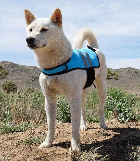 Dog wearing Zippy Paws blue cooling vest outdoors, product showcase.