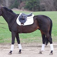 Thinline saddle on brown horse standing in outdoor field.