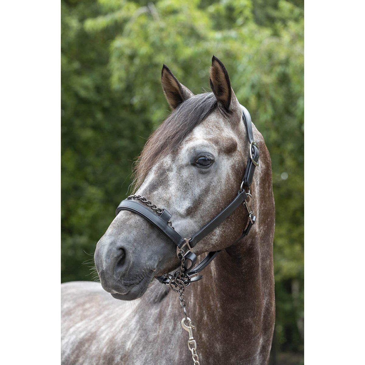 LeMieux Leather Control Headcollar-Southern Sport Horses-The Equestrian
