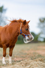 Brown horse wearing Thinline grazing muzzle in sunny field.