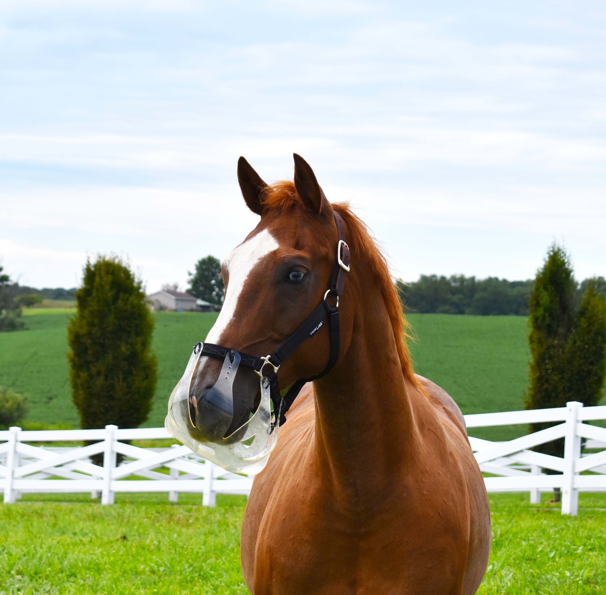 Chestnut horse with Thinline muzzle in green field, fence.