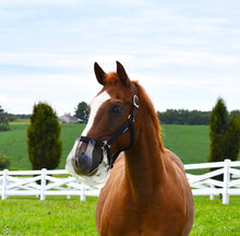 Chestnut horse with Thinline muzzle in green field, fence.