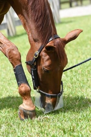 Horse eating grass wearing Thinline grazing muzzle and leg wraps.