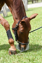 Horse eating grass wearing Thinline grazing muzzle and leg wraps.