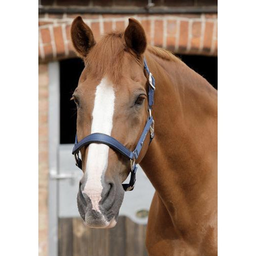 Premier Equine Plain Padded Headcollar-Southern Sport Horses-The Equestrian