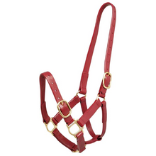 Zilco 25mm PN Halter-Trailrace Equestrian Outfitters-The Equestrian