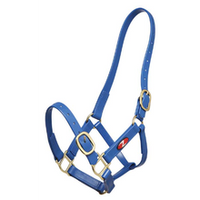 Zilco 25mm PN Halter-Trailrace Equestrian Outfitters-The Equestrian