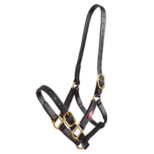 Zilco 25mm PN Halter-Trailrace Equestrian Outfitters-The Equestrian