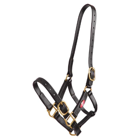 Zilco 25mm PN Halter-Trailrace Equestrian Outfitters-The Equestrian